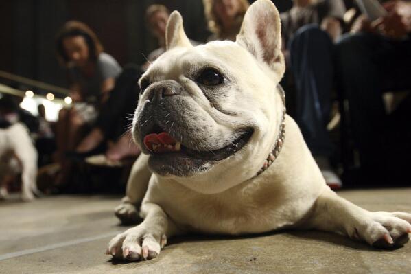 Bulldog in the white house 2006 watch online online
